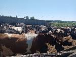 Зимовка скота в животноводческих хозяйствах района завершена